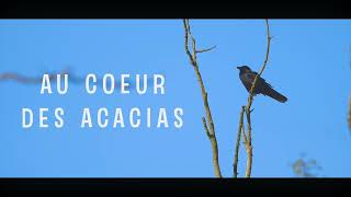 AU COEUR DES ACACIAS - TEASER