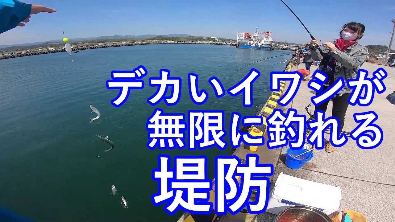 Otsu Port] Sardine fishing frenzy!! [Sabiki] - YouTube
