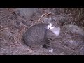 落っこちた子猫　再会