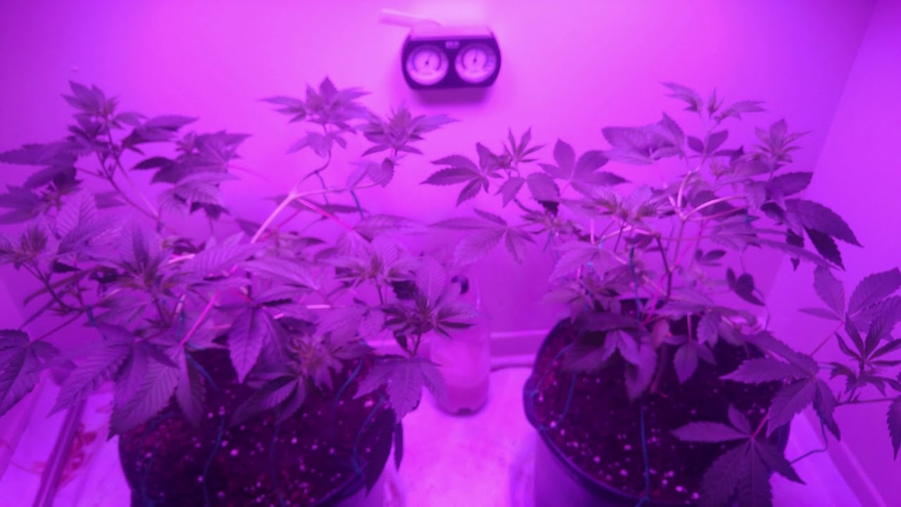 Chocolate Mint OG Day 42 in veg