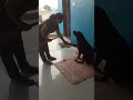 mummy max ko smjha rahi😍😘❣️ #ytshorts #rottweiler