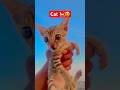 Cat baby 🍼😍 Love moments 😍😍😍 #love #song #flowers #wedding #dance #music #train #nature
