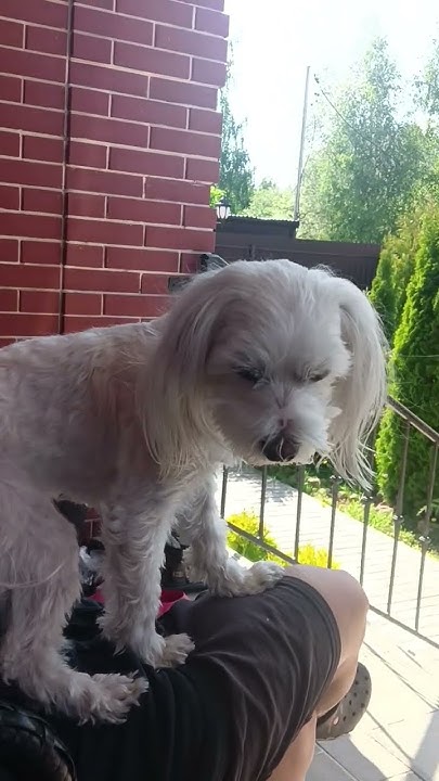 #собака 💓💞🐶🐕🦮🐕‍🦺💗💕 ️🥰💋 - YouTube