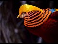 Stunning, colorful and beauty of nature bird Golden Pheasant