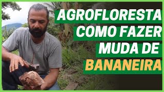 AGROFLORESTA - COMO FAZER MUDAS DE BANANEIRA E COMO PLANTAR | Cortes do Chico Abelha