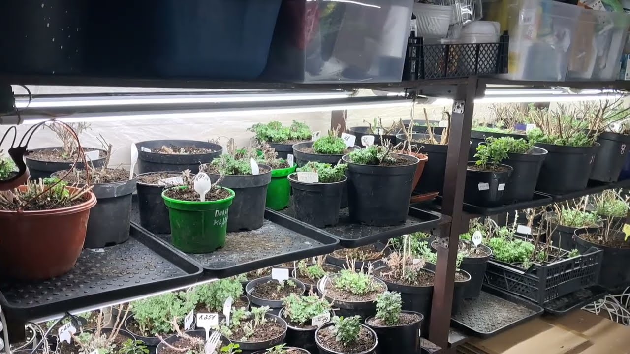 2ч😱Так не делайте!Хризантема мультифлора и корейская.Борюсь с гнилью.