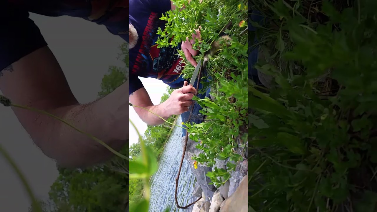 Baby Canadian goose tangled in fishing line ! YouTube