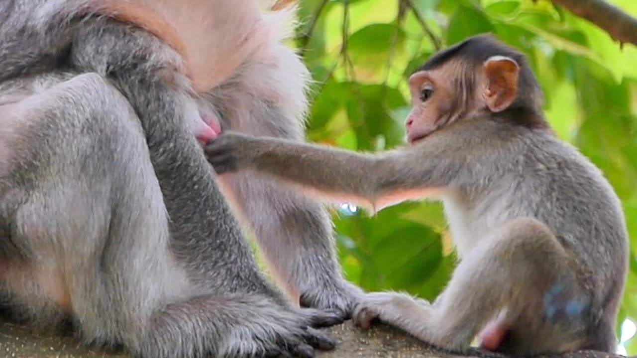 Mother Monkey Berry brings baby Bella to leave on the tree making her so sad and loudly