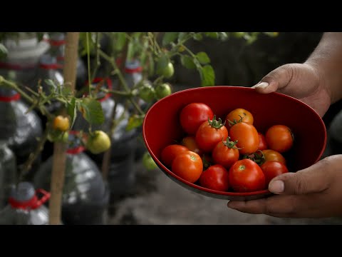 Video: Tomato Bekas: Petua Menanam Tomato Dalam Bekas