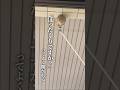 ハチ駆除しているとよく言われること　 #ハチ駆除