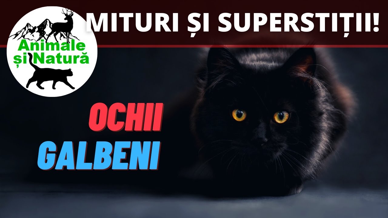 Pisica neagră - Mituri, Fapte și Fascinație