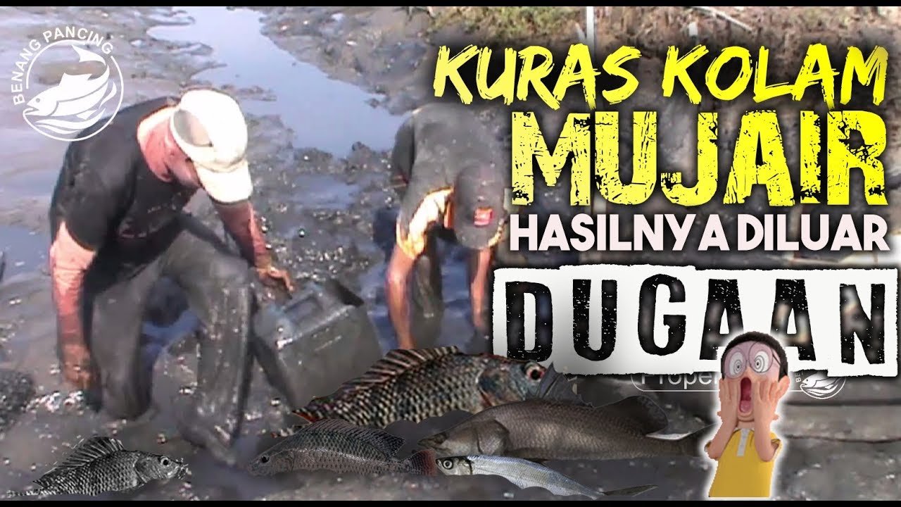 Di Geboy MUJAIR nih | Panen Ikan Mujair dan Nila - YouTube