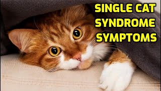 What Is Single Cat Syndrome?