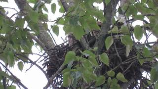 2024 Walman Red-Tail Nest Kent Wa 8791-161