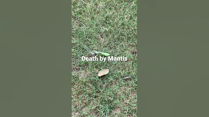 Death by Mantis