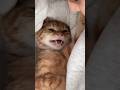 超甘えん坊の猫が赤ちゃんだった時名前を呼ぶとこうなりました【とらまる】