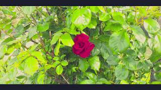 Bognor To Felpham 08 05 20