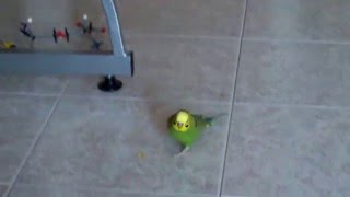 Kiko The Parakeet Saying Disco 010