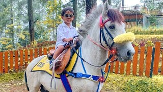 kuda | kuda putih | kuda tunggang | wisata kuda di Lembang| lagu populer naik delman istimewa