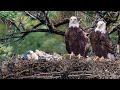 How Eagles Lay Eggs On The Trees ?