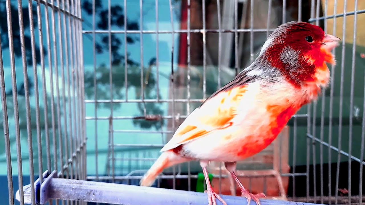 غناء طائر كناري لتدريب ذكور الكناري على الغناء والاناث على التزاوج