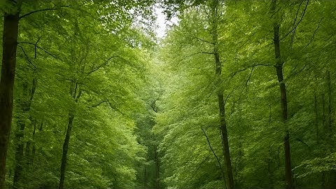 سورة الكهف كاملة تلاوه رائعه يوم الجمعة #قران_كريم #قرآن #تلاوة_خاشعة #راحة_نفسية