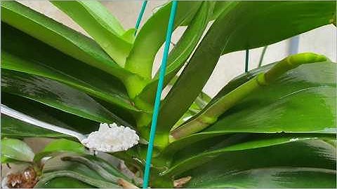 Dùng Loại Nước Này Cây Lan Ra Vòi Hoa Mập Ú