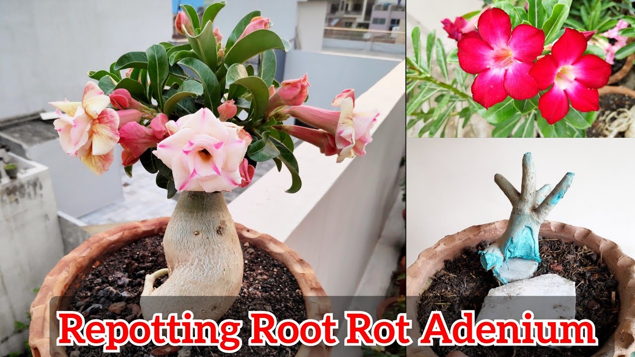 Adenium plant repotting best root rot, अभी कीजिये ये काम Adenium care ...