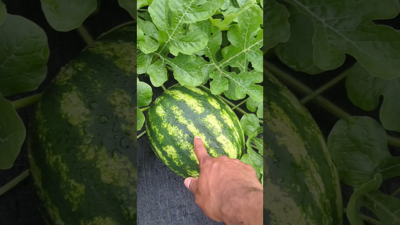 Secret For Growing Big Juicy Watermelons At Home Watermelon Gardening Viral
