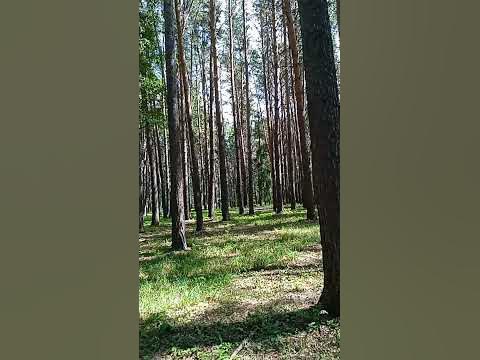 парк в Кольцово НСО - YouTube