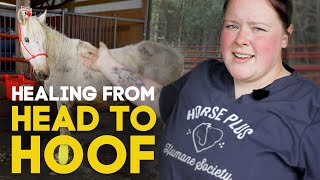 Healing from Head to Hoof | Horse Shelter Heroes S3E7