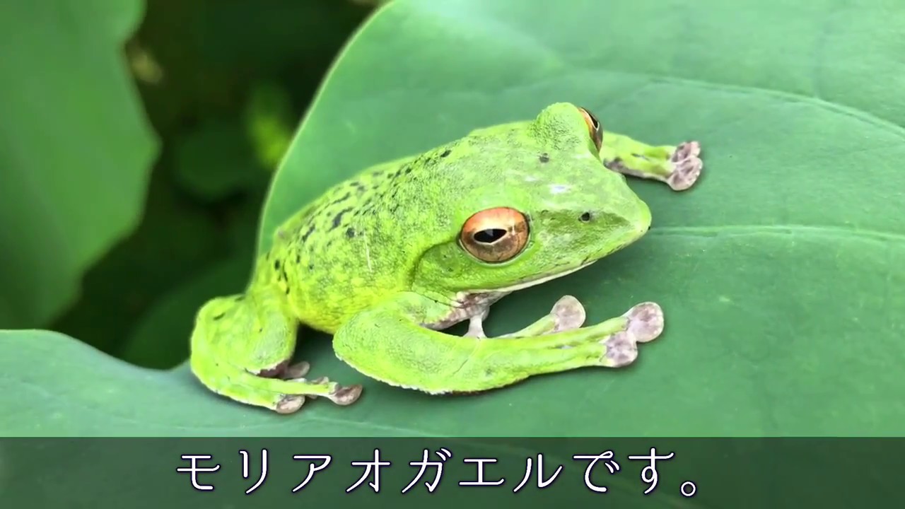 モリアオガエルとシュレーゲルアオガエルを発見 花はす公園 にて Youtube