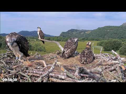 Pont Croesor Osprey View live cam preview