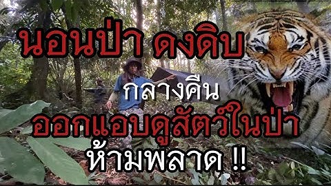 นอนป่าหนึ่งคืน กลางคืน ออกแอบถ่ายสัตว์ในป่า 