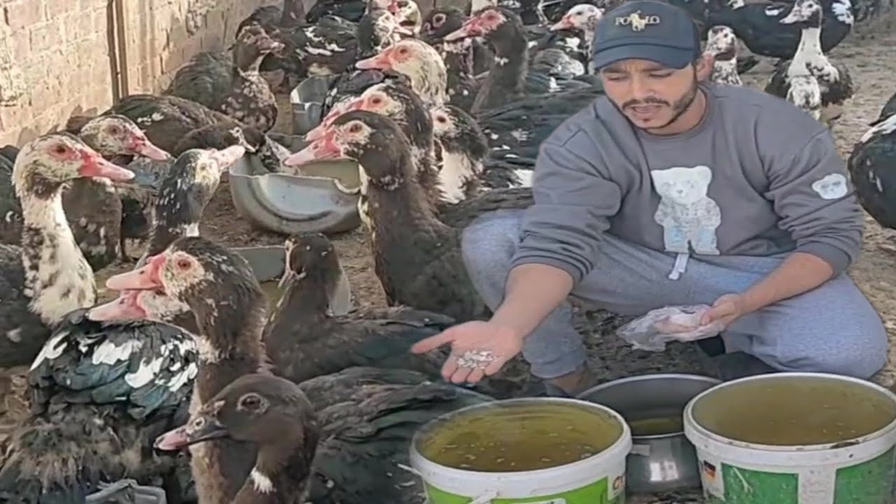 لو البط عندك مبيكبرش السر في مشروب الوحش حوّلت البط المسكوفي لماكينة لحم في 10 أيام! (أوزان خيالية)