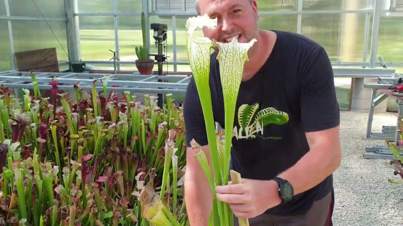 Sphagnum cultivation  The Sarracenia Forum