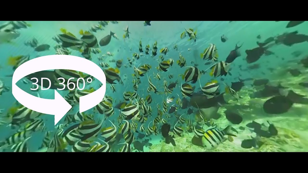 SCUBA MALDIVES 360° 3D VR Underwater YouTube