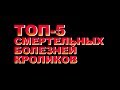 ТОП-5 СМЕРТЕЛЬНЫХ БОЛЕЗНЕЙ КРОЛИКОВ (16+)