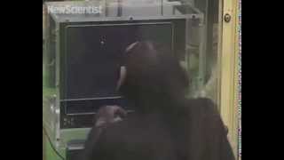 Chimp outperforms humans on intelligence test