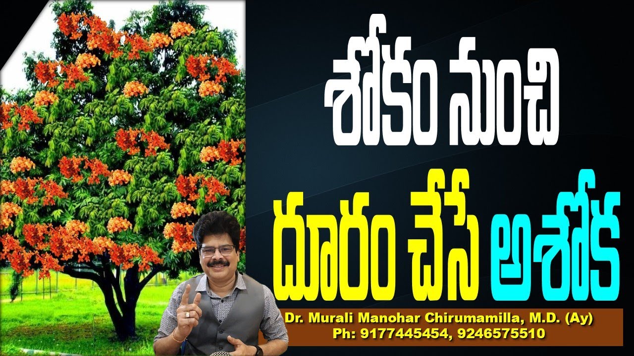 శోకం నుంచి దూరం చేసే అశోక! Ashoka Tree Health Benefits Telugu I