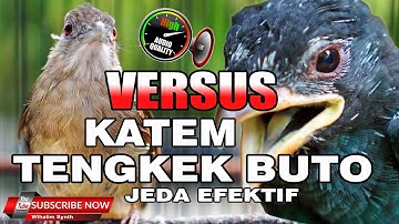 #1🔴 KOMPILASI MASTERAN JUARA KAPAS TEMBAK VERSUS TENGKEK BUTO JEDA EFEKTIF !! VIDEO HD AUDIO JERNIH