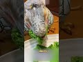 The Hidden Power Of The Green Iguana S Tail The Hidden Power Of The Green Iguana S Tail