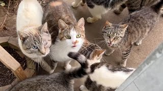 Hungry Cats are ready for Food by Tony Katz 2,511 views 3 weeks ago 1 minute, 30 seconds