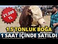 1.5 Tonluk Boğa 21 bin 500 TL’ye Alıcı Buldu