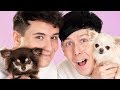 Dan and Phil AND DOGS!