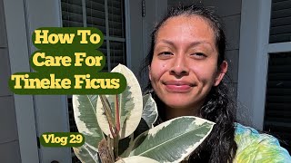 How to Care For Tineke Ficus Elastica Plant (Vlog 29)