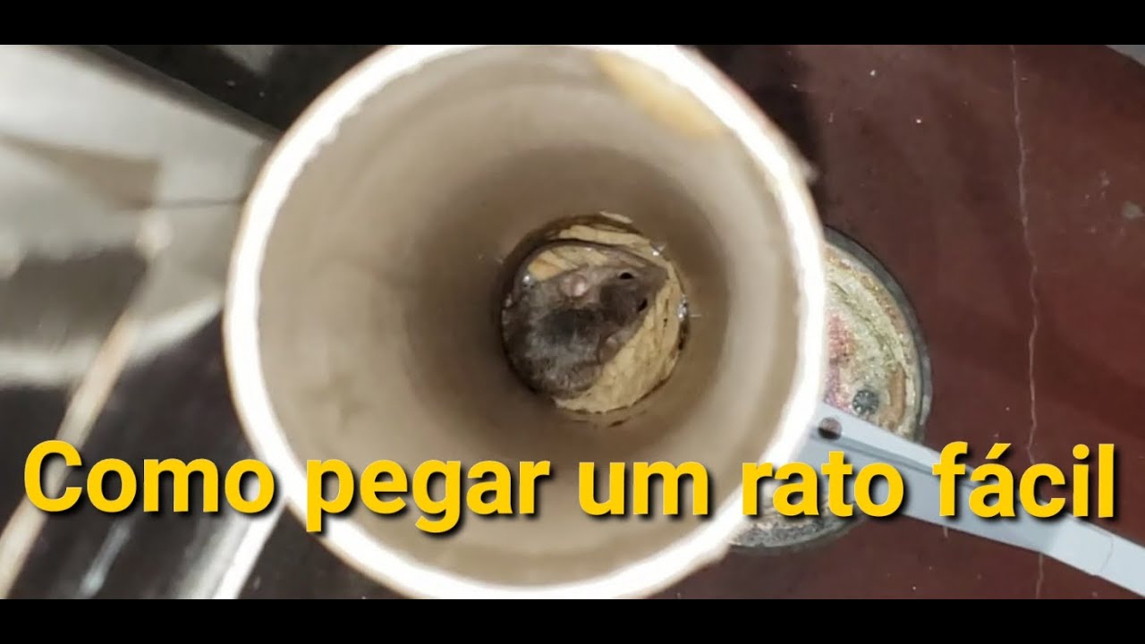 Como pegar um rato fácil - YouTube