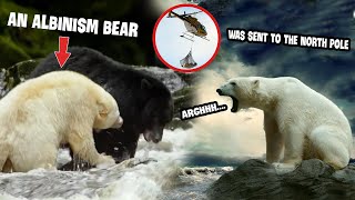 An albino grizzly bear was mistaken for a polar bear and sent to the North Pole | animal story Recap