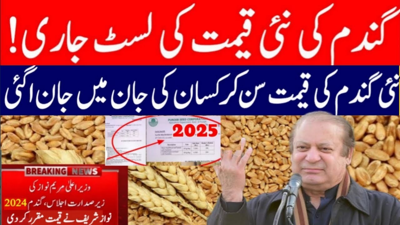 wheat price today in punjab | گندم کا ریٹ 2024 | gandam rate today ...