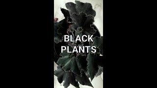 40 MOST BLACK PLANTS AND THEIR NAMES